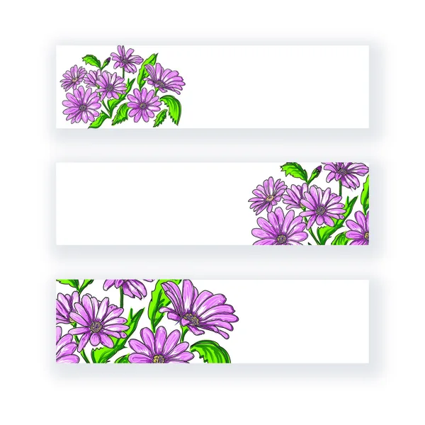 Banner rose daisywheels, isolated on white background — Stock Photo, Image