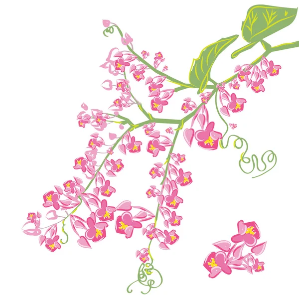 Rama de la rama de floración bindweed — Foto de Stock