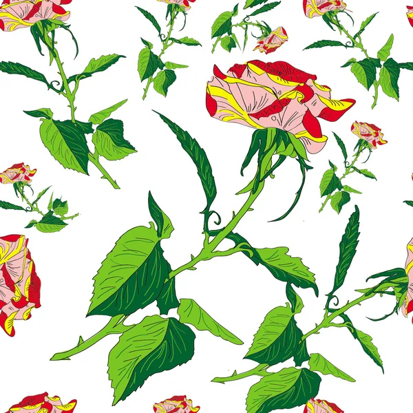 Pattern rose on white background — Stock Photo, Image
