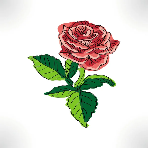 Роза маленькая — стоковое фото
