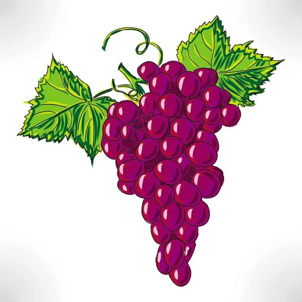 Raster desenho de uva violeta com folha verde — Fotografia de Stock
