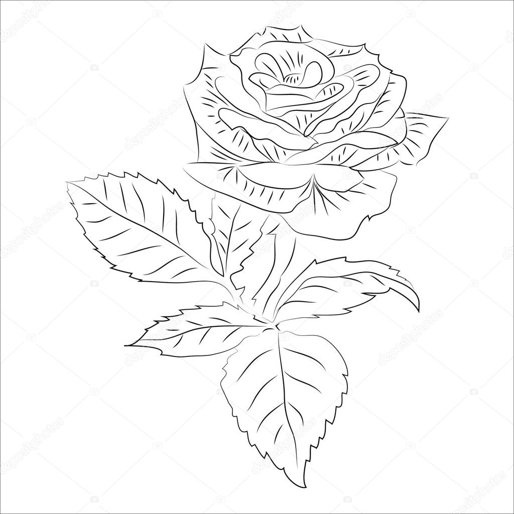 Rose small contour raster Stock Photo by ©shpringelolga 11857352