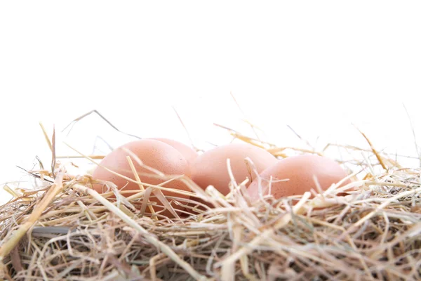 Hnědá vejce v hnízdě na bílém pozadí — Stock fotografie