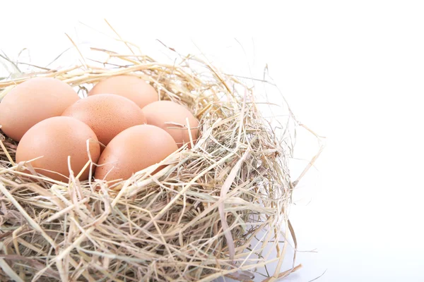 Hnědá vejce v hnízdě na bílém pozadí — Stock fotografie