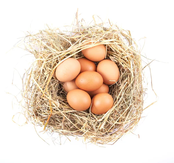 Uova marroni in un nido su uno sfondo bianco — Foto Stock