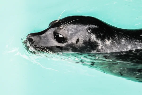 stock image Sea-gull in the water.