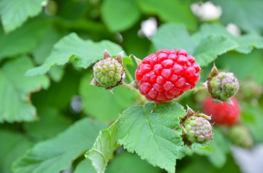 Raspberries bush background clipart