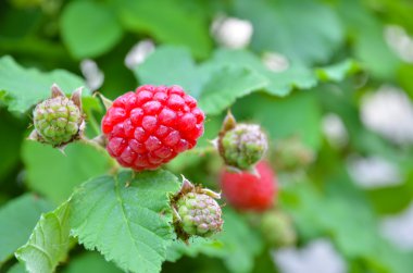 Raspberries bush background clipart