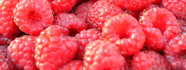 Framboesas (tayberry) fruta, fundo para banner — Fotografia de Stock