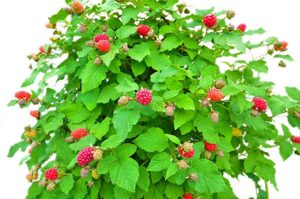 Arbusto de framboesa em um fundo branco, muita fruta de framboesa vermelha — Fotografia de Stock