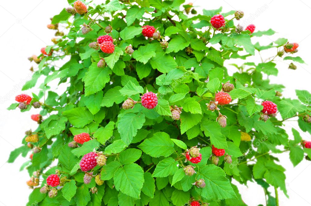 Raspberry bush on a white background, a lot of red raspberry fruit