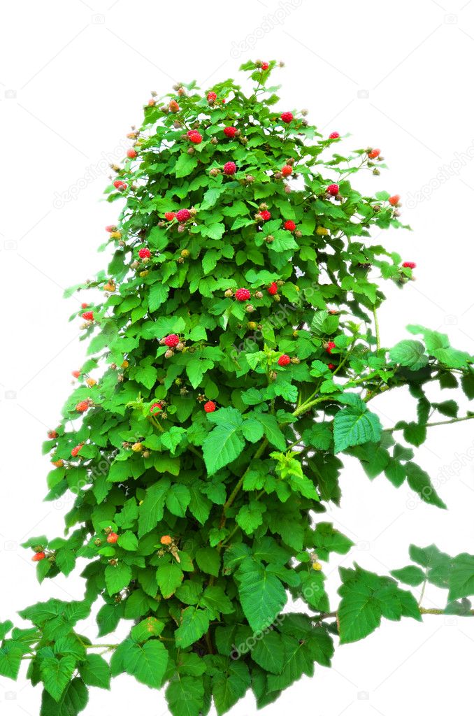 Raspberry bush on a white background, a lot of red raspberry fruit
