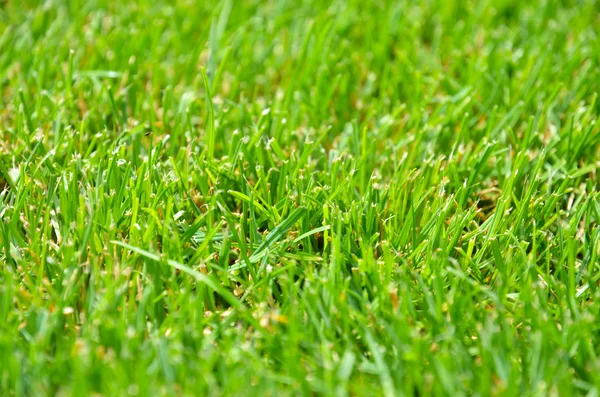Green Grass. Background - Texture — Stock Photo, Image