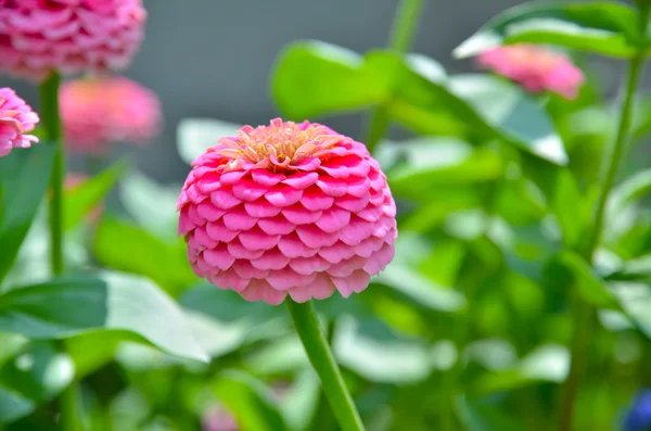 stock image Floral background. Flower. Meadown. Grass.