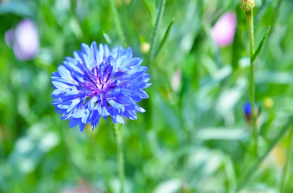 stock image Floral background. Flower. Meadown. Grass.