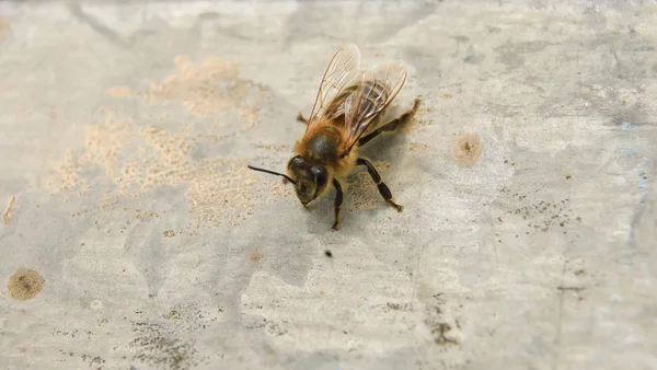 Εργαζόμενος μελισσών — Φωτογραφία Αρχείου