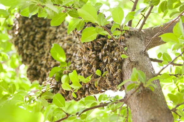 Улей дикой пчелы — стоковое фото