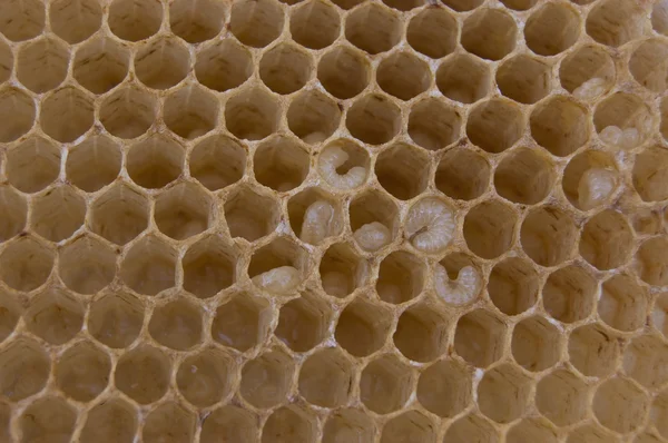 Bees larva — Stock Photo, Image