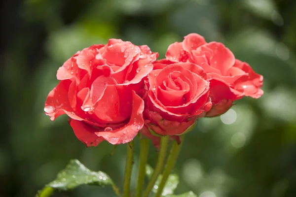 stock image Roses in the garden