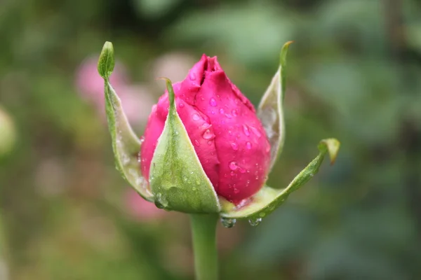 Mooie roos met druppels — Stockfoto