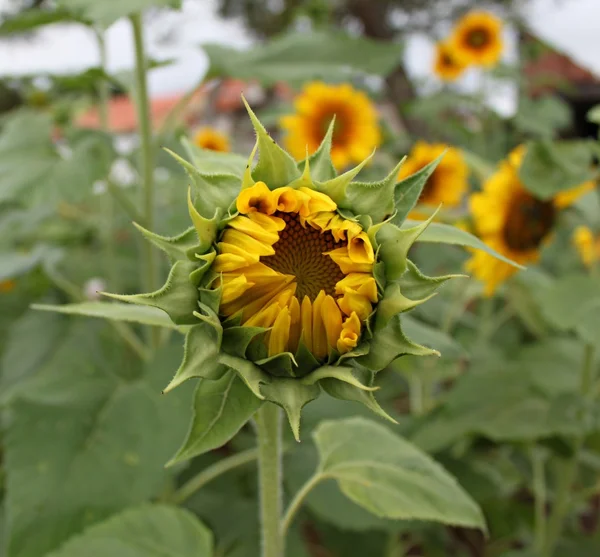 Sunflower blooming — Stock Photo, Image