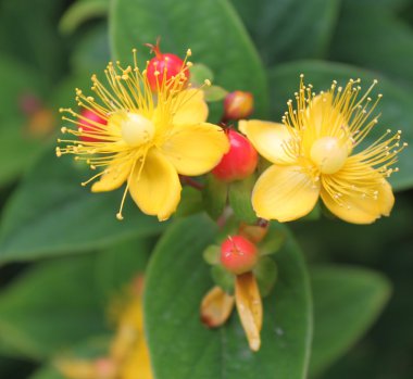 Hipericum, St Johns wort