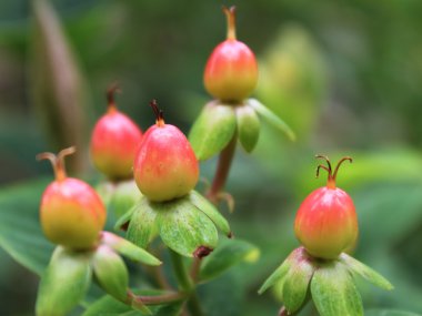 Hipericum, St Johns wort