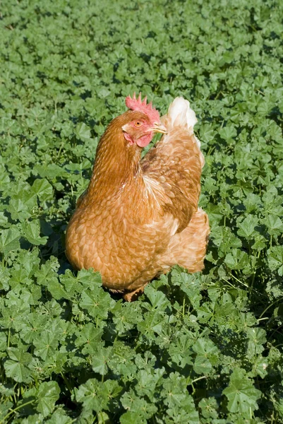 Stock image Chicken on a Farm