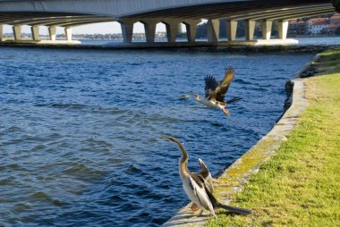 Birds on the Swan River clipart