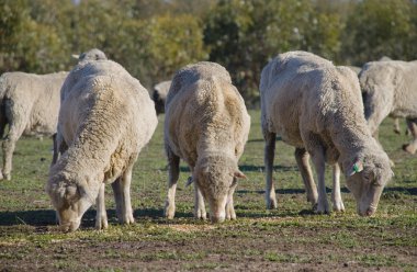 Merino Sheep Grazing clipart