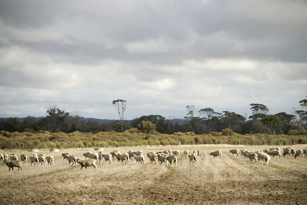 Flock of Sheep — Stock Photo, Image