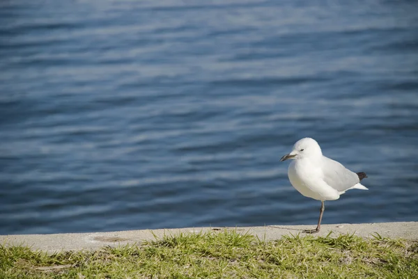 Чайка на берегу моря — стоковое фото