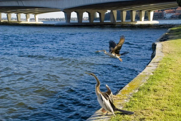 stock image Birds on the Swan River