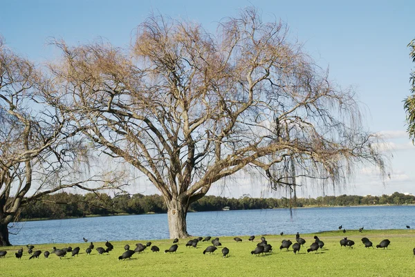 Coots on the Grass — Stock Photo, Image