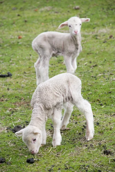 Deux jeunes agneaux — Photo