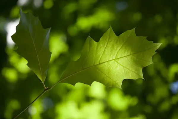 stock image Leaves of the tree