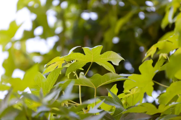 stock image Leaves of the tree