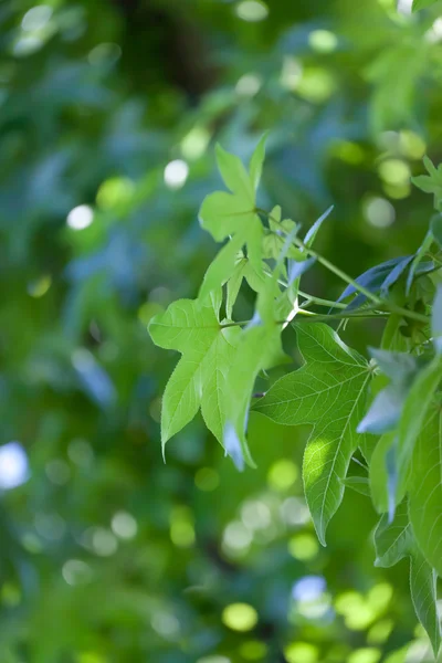 stock image Leaves of the tree