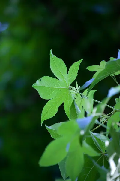 stock image Leaves of the tree