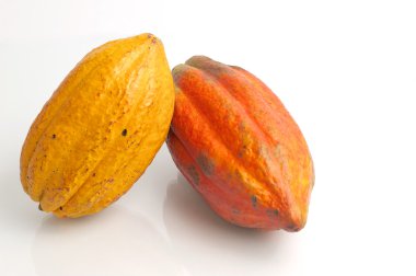 Cocoa fruits clipart