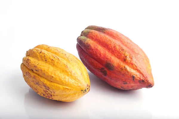 Cocoa fruits — Stock Photo, Image
