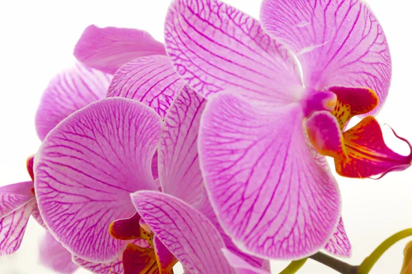 Японський орхідея — стокове фото