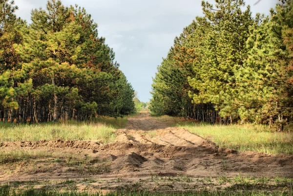 Stock image Forest