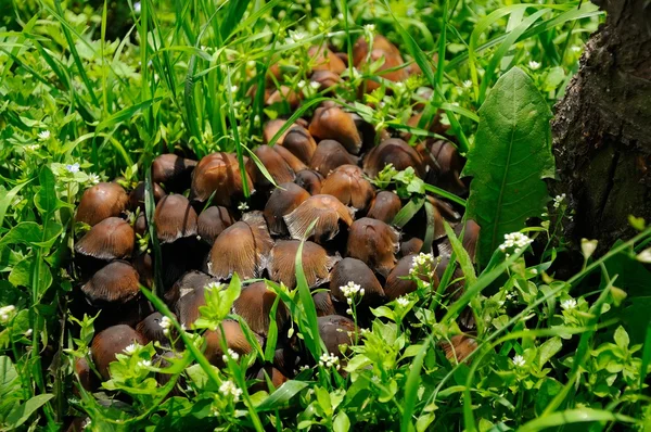 Группа мелких коричневых грибов — стоковое фото