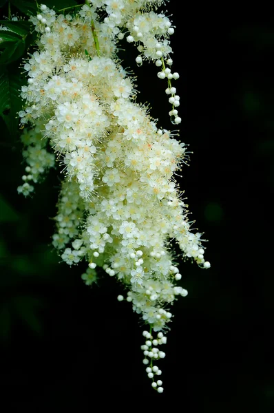 白い花 ストックフォト