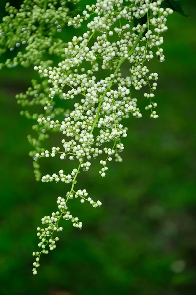 White blossom — Stock Photo, Image