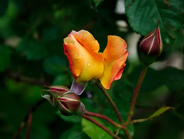 Róża z kropli — Zdjęcie stockowe
