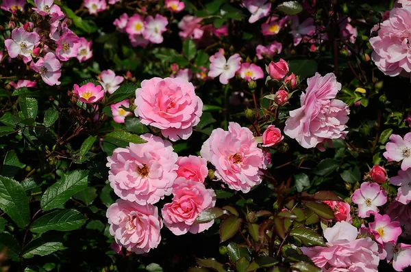 Rose bush — Stock Photo, Image