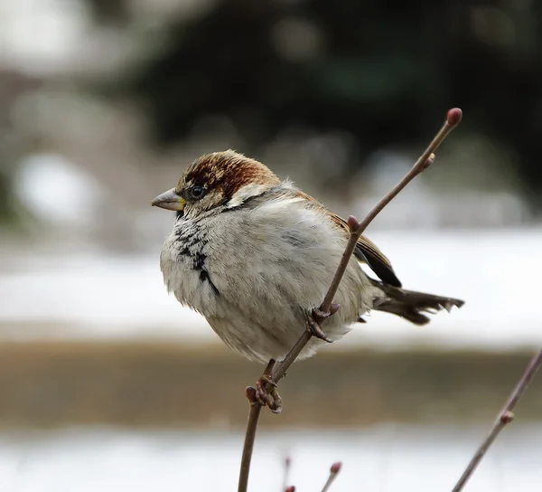 Male sparrow — Stock Photo, Image