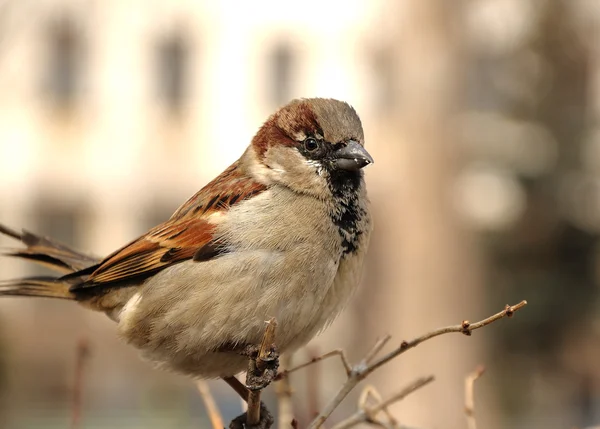 Male sparrow — Stock Photo, Image